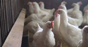 Ученые опасаются, что птичий грипп эволюционировал и начал передаваться человеку от млекопитающих