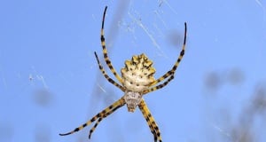 Deadly spider venom saves cells from damage during stroke, heart attack