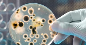 WHO updates list of drug-resistant bacteria most threatening to human health