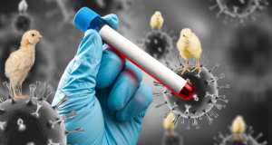 World Health Organization reports world’s first human infection of A(H5N2) bird flu