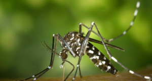 ECDC: Cases of dengue fever and other mosquito-borne diseases have increased in Europe