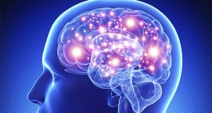 Исследование: «Временные клетки» в мозге могут быть важнее, чем считалось