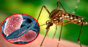 How not to catch West Nile fever?
