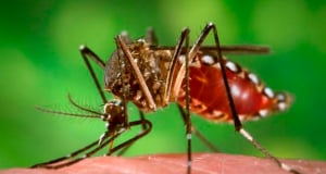 3 dead from West Nile virus in Armenia’s Armavir Province, according to preliminary data