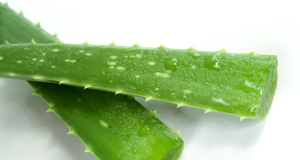 WHO experts name the health benefits of aloe vera