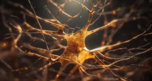 Cultured nerve tissue could help research sclerosis