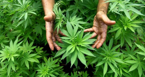 Study: Cannabis Use Linked to Serious Heart Problems