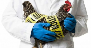 Cambodia records new case of bird flu