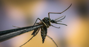 World Health Organization raises concern about spread of mosquito-borne virus