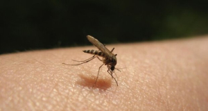Researchers use mosquitoes to develop way to prevent malaria transmission