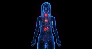 ACER: Women's hormonal stress system less reactive to high-dose alcohol than men’s, study finds