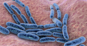 mBio: в кишечных бактериях найдено вещество, восстанавливающее печень