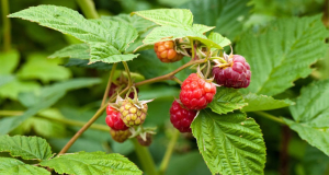 Nutrients: Raspberry leaf tea prevents blood sugar spikes
