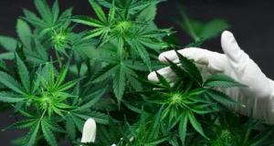 Journal of General Internal Medicine: Ежедневное вдыхание марихуаны повышает риск развития астмы на 44%