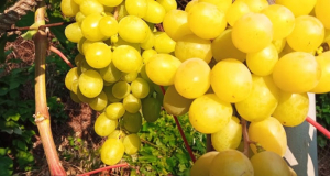 The Mirror: Grapes Protect the Body From the World&rsquo;s Leading Cause of Death