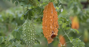 Natural remedy found to reduce the risk of diabetes