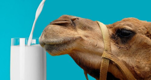 Desert Drink: How Camel Milk May Support the Body