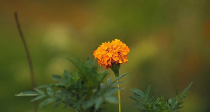 A Source of Plant Protein with Beneficial Properties Found in Ornamental Flowers