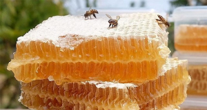 Sweet Protection: Multifloral Honey May Help Slow Skin Cell Aging