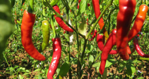 Study Links High Chili Pepper Consumption to Increased Risk of Esophageal Cancer