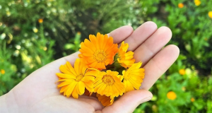 Calendula May Become a Natural Food Additive, Scientists Say
