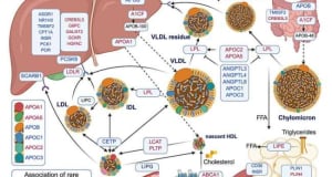 Rare gene variant linked to lower body fat, healthier livers and better blood sugar control