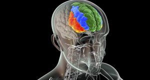 Neuron: иммунные клетки мозга человека созревают в сотни раз дольше, чем у мышей