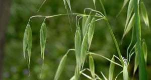 F&F: Green oat extract may protect eyes from dryness caused by sleep deprivation