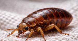 Flea-Borne Typhus Outbreak in Los Angeles Hospitalizes Six