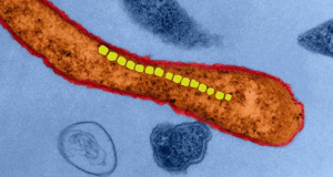 Magnetic bacteria extend worms&rsquo; lifespan by more than 43%, study finds