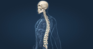 Radiology: низкая плотность костей позвоночника связала с ухудшением работы мозга
