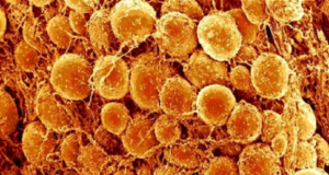 Scientists Discover New Mechanism Linking Biological Clocks, Cold, and Fat Metabolism