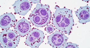 CanRes: The rate at which mutations accumulate in cells may determine cancer risk