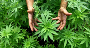 Cannabis Does Not Improve Sleep: Study Reveals an Unexpected Effect